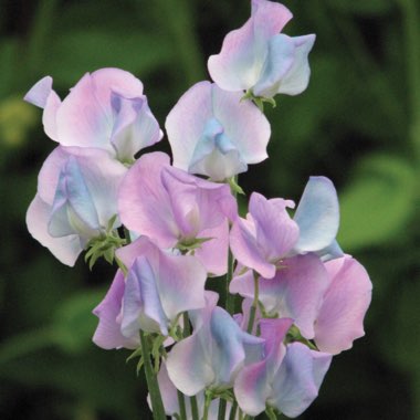 Sweet Pea 'Turquoise Lagoon'