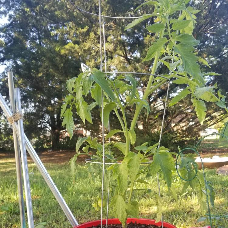 Plant image Solanum Lycopersicum 'Early Girl'