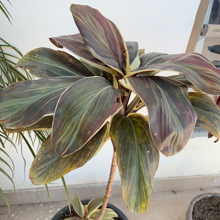 Plant image Cordyline Fruticosa 'Mocha Latte'