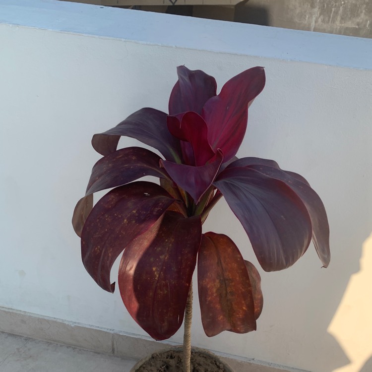 Plant image Cordyline 'Rosebud'