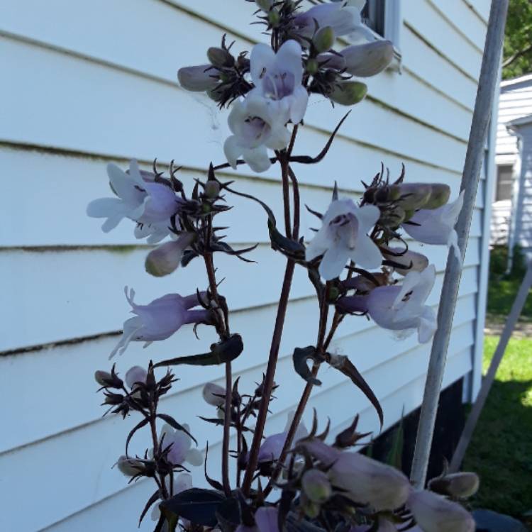 Plant image Penstemon digitalis 'Mystica'