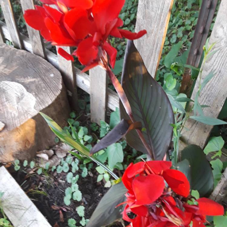 Plant image Canna 'Cannova Bronze Scarlet' (Cannova Series)