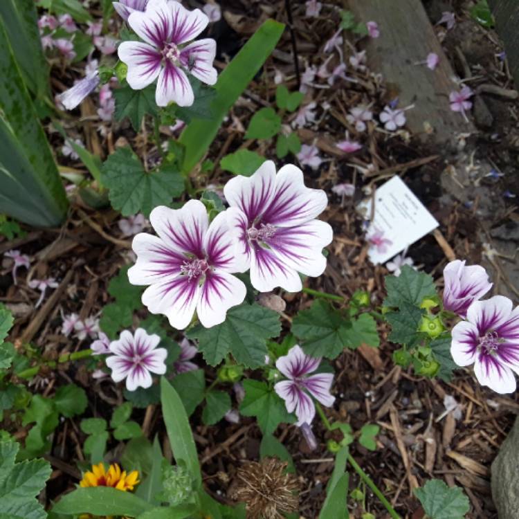 Plant image Malva sylvestris