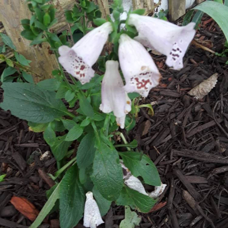 plant image 1146091