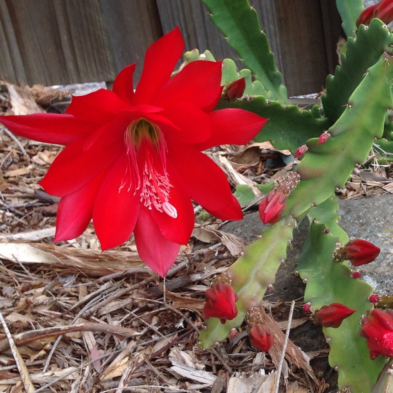 plant image 19850