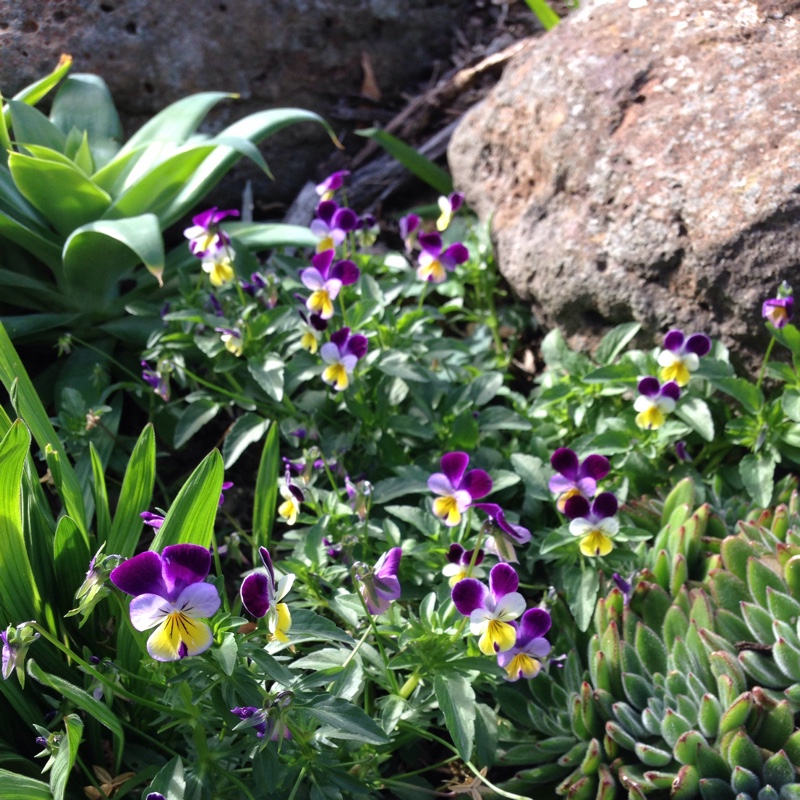 Plant image Viola cornuta 'Celestial Twilight'