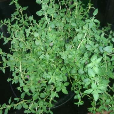 Thymus Vulgaris