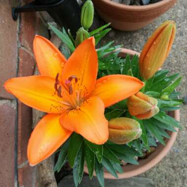 Lilium 'Orange Joy'