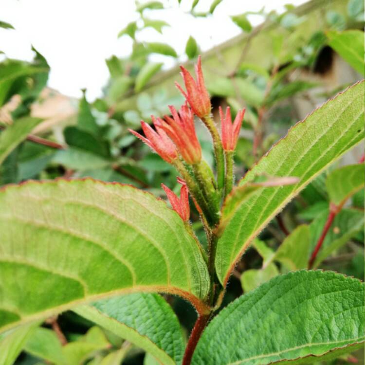 Plant image Weigela florida 'Brigela' syn. Weigela florida 'Moulin Rouge'