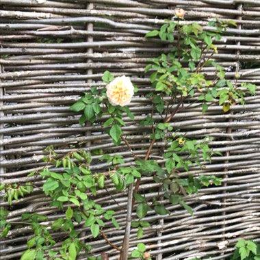 Rosa 'Auswinter' syn. Rosa 'Crown Princess Margareta'