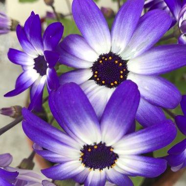 Pericallis x hybrida 'Sunseneribuba' (Senetti Series) syn. Pericallis 'Senetti Blue Bicolor'