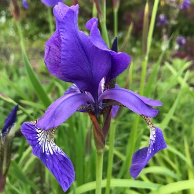 Iris x germanica 'Black Tie Affair'