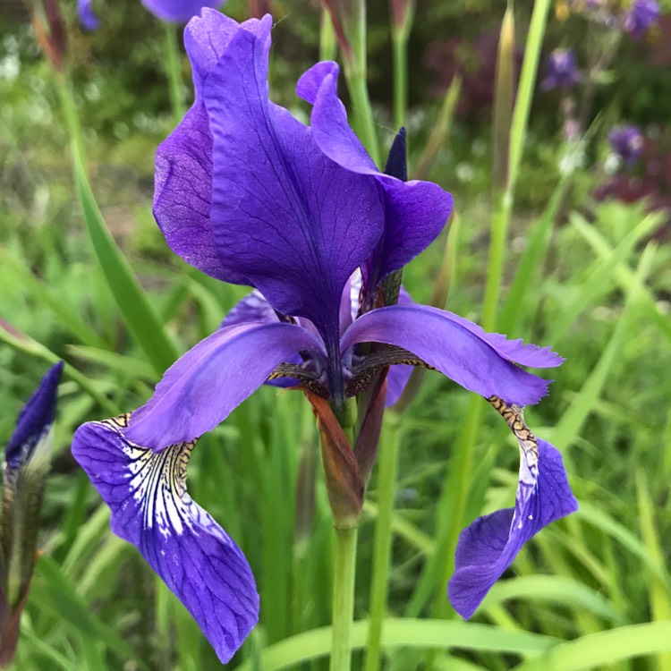 Plant image Iris x germanica 'Black Tie Affair'