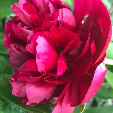 Paeonia lactiflora 'Vogue'