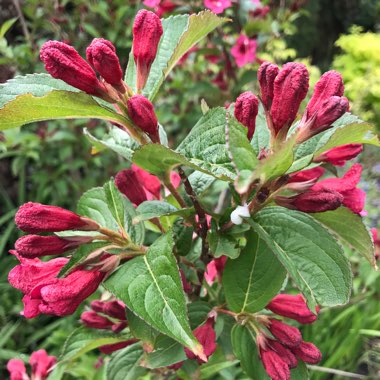 Weigela 'Bristol Ruby'