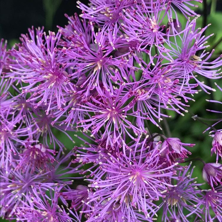 plant image 410044