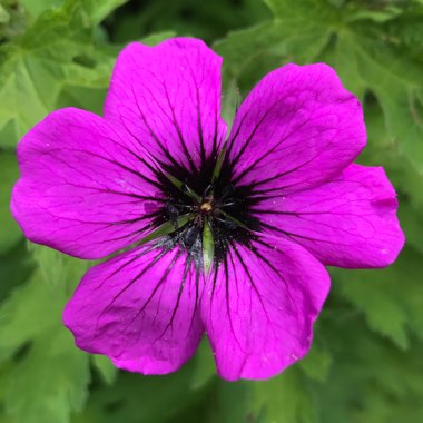 Geranium 'Patricia'