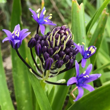 Plant image Scilla peruviana 'Hughii'