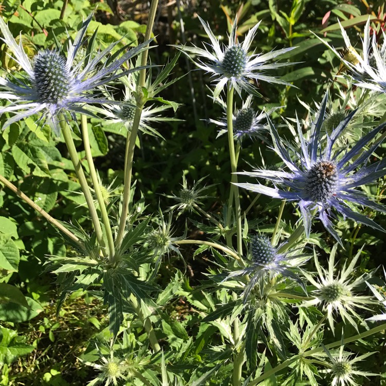 Plant image Eryngium x zabelii 'Jos Eijking' syn. Eryngium 'Sapphire Blue'