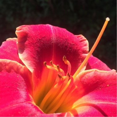 Daylily