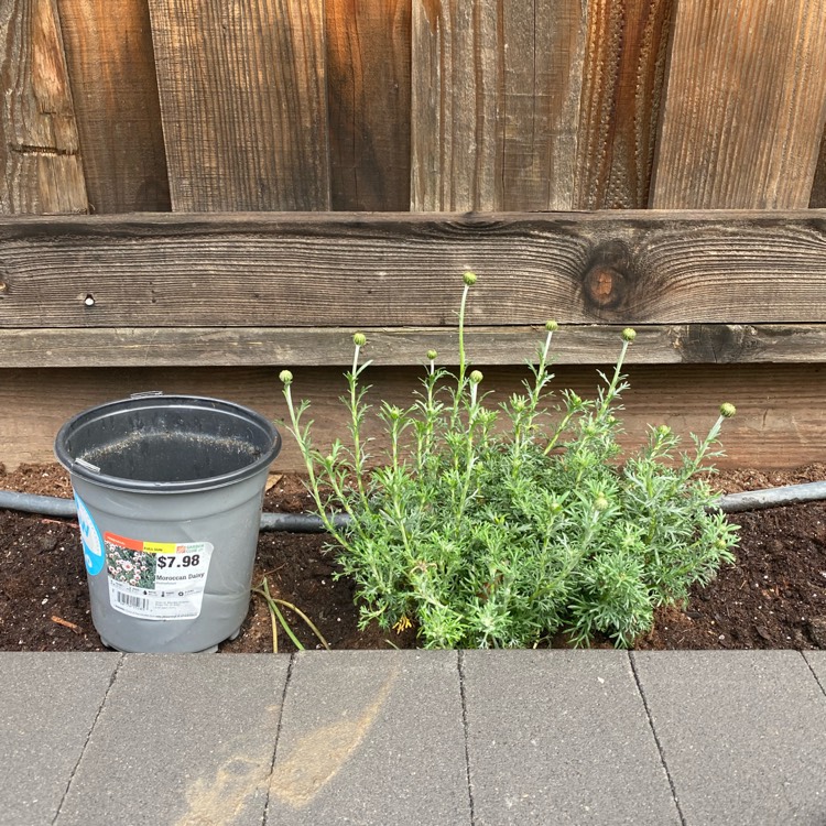 Plant image Rhodanthemum 'Casablanca' (Atlas Daisy Series)