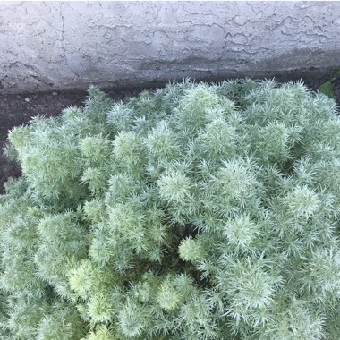 Artemisia schmidtiana