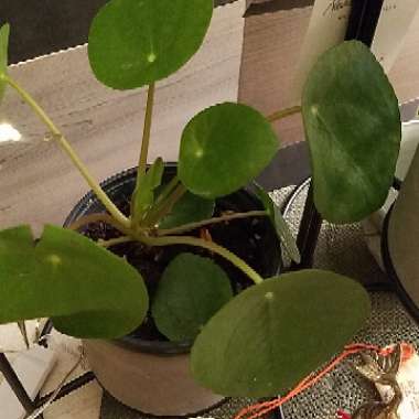 Pilea peperomioides