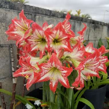 Hippeastrum 'Minerva'