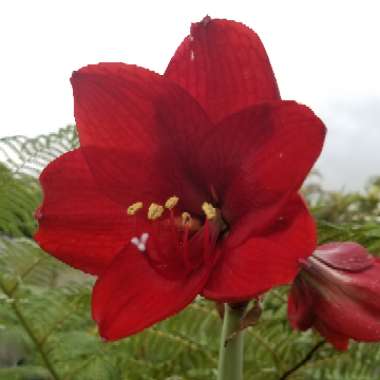 Hippeastrum 'Red Lion'