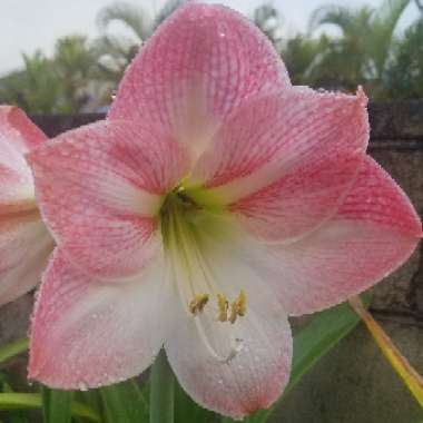 Hippeastrum 'Apple Blossom'