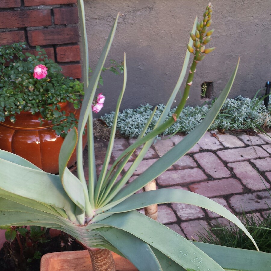 Plant image Aloe Plicatilis