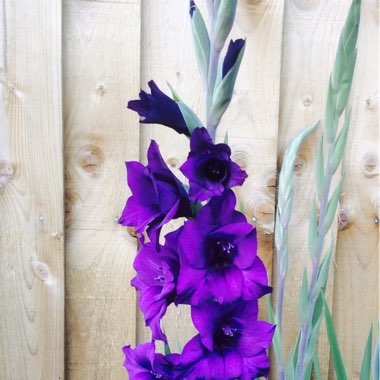 Gladioli 'Plum Tart' (Large-flowered)