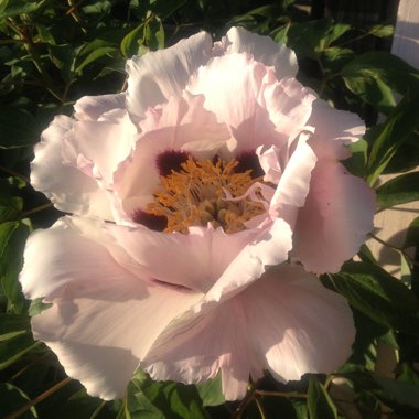 Peony