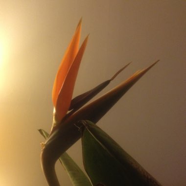 Bird Of Paradise