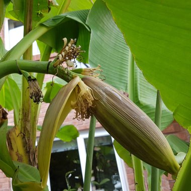 Japanese Banana