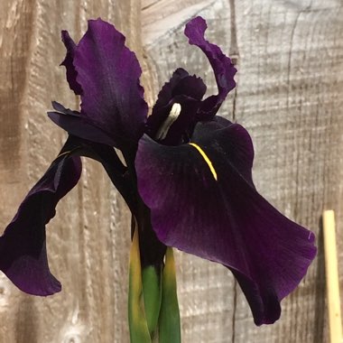 Black Iris