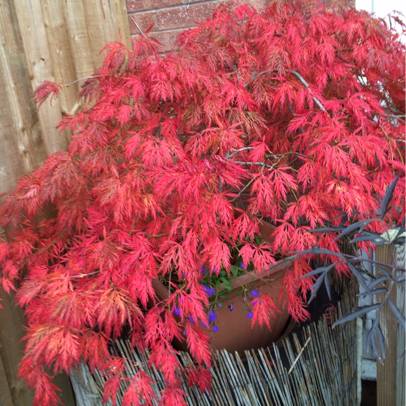 Cut Leaf Japanese Maple 'Crimson Queen'