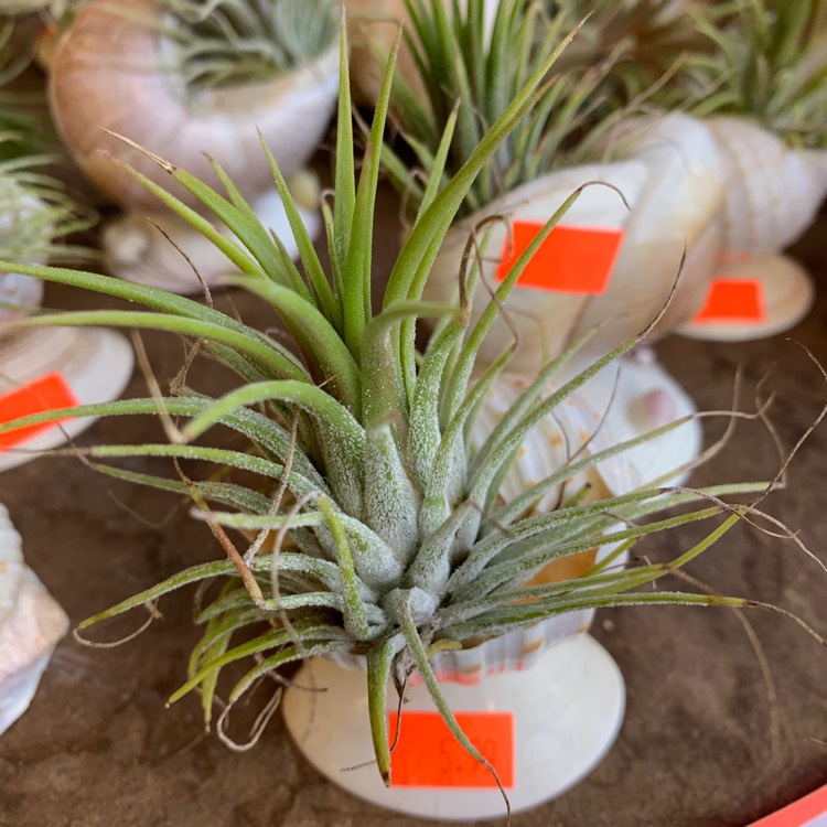 Plant image Tillandsia chiapensis