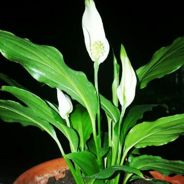 Spathiphyllum wallisii