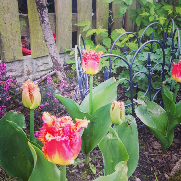 Plant image Tulipa 'Lambada'