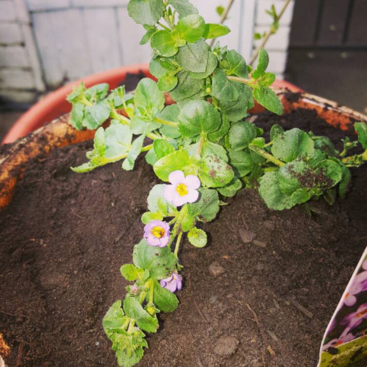 Plant image Bacopa scopia 'Gulliver Blue'