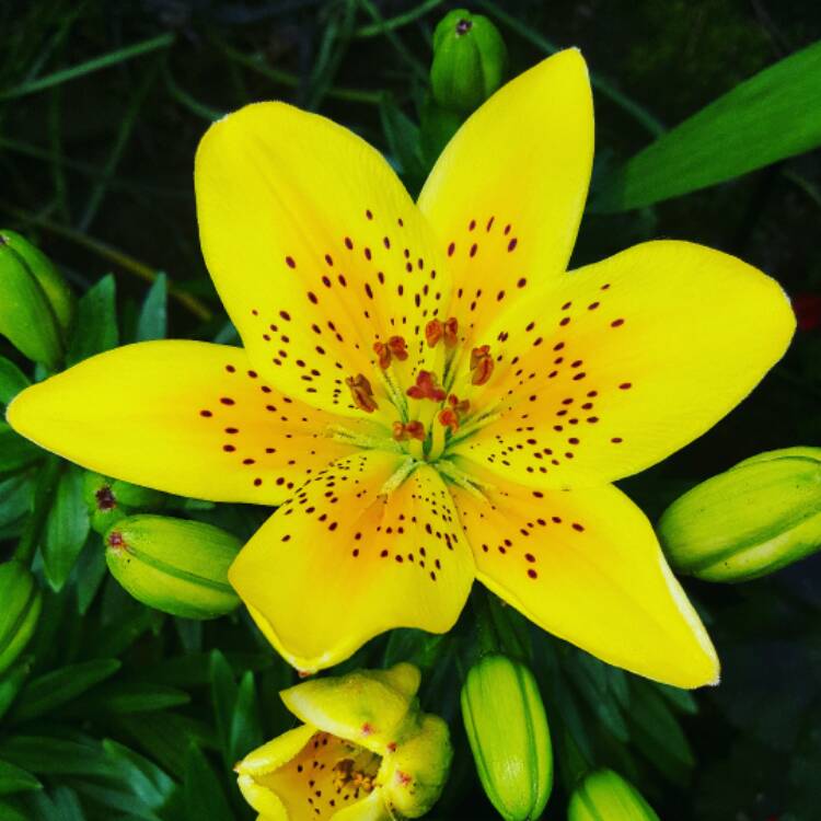 Plant image Lilium 'Golden Joy'