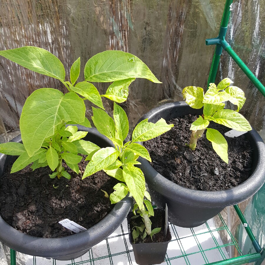 Brugmansia 'Charles Grimaldi'