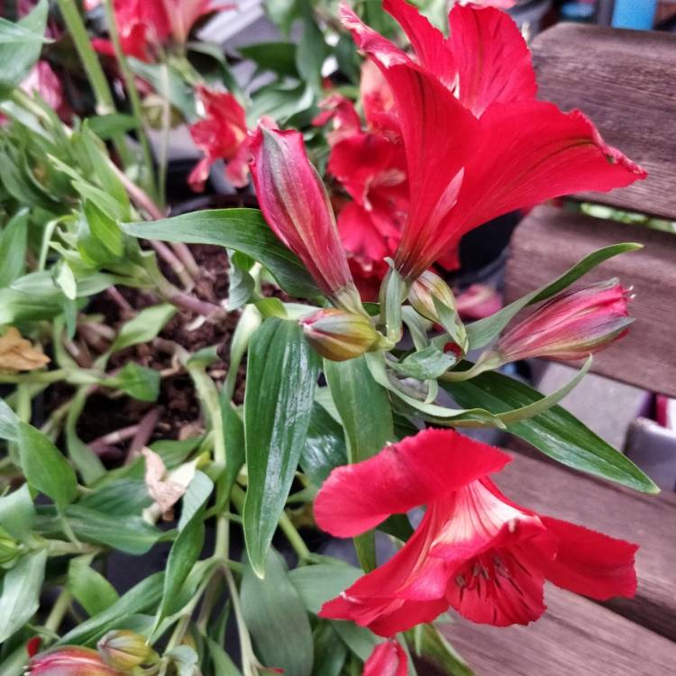 Plant image Alstroemeria 'Flaming Star'