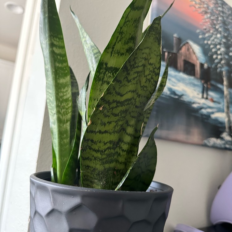 Plant image Sansevieria Black Coral