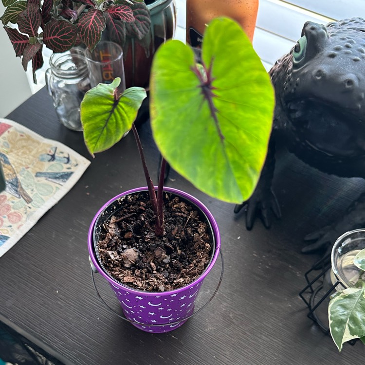 Plant image Colocasia esculenta 'Blue Hawaii' (Royal Hawaiian Series)