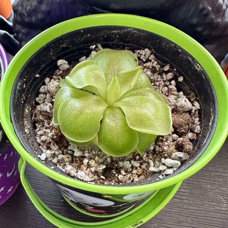 Plant image Pinguicula 'Weser'