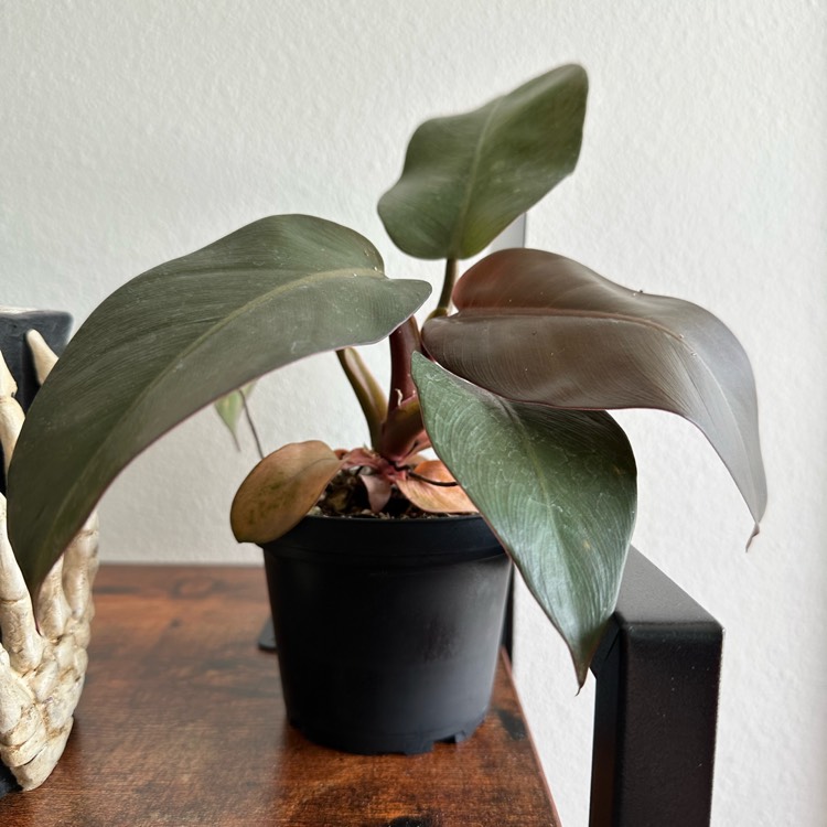 Plant image Philodendron 'Black Cardinal' syn. Philodendron erubescens 'Black Cardinal'