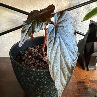 Begonia 'Angel Wings'