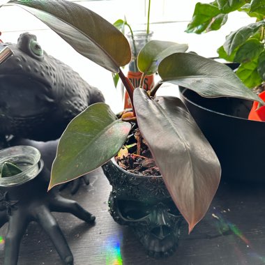 Philodendron 'Black Cardinal'